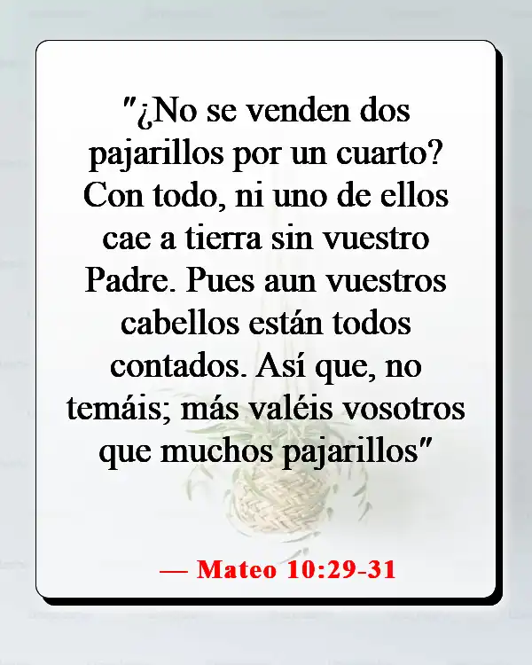 Versículos de la Biblia sobre tener miedo y estar preocupado (Mateo 10:29-31)
